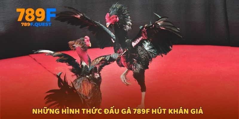 Những hình thức đấu gà 789f hút khán giả