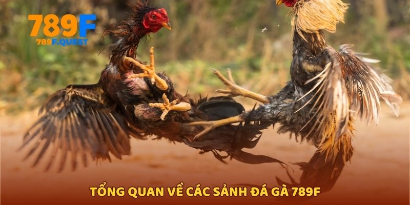 Tổng quan về các sảnh đá gà 789f